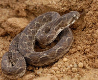 Saw-scaled viper