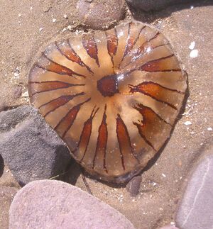 Irish beach jellyfish.jpg