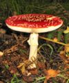 Amanita muscaria tyndrum.jpg