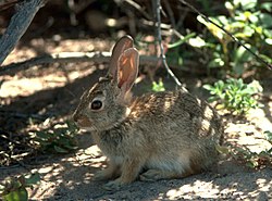 Desert Cottontail (Sylvilagus audubonii)