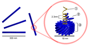 Tobacco mosaic virus structure.png