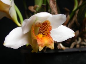 Bifrenaria harrisoniae 8.jpg