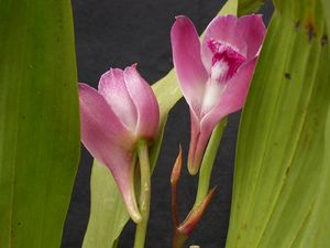 Bifrenaria tyrianthina 3.jpg