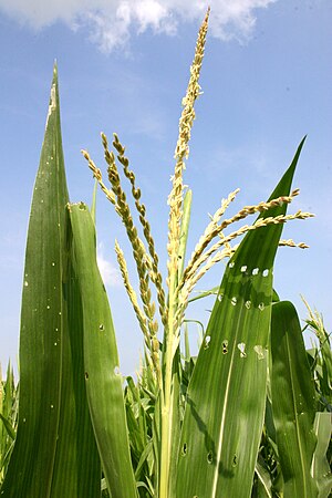 Corntassel 7095.jpg