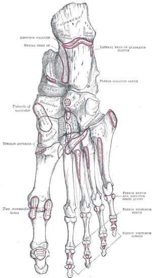 Grays-image269.gif