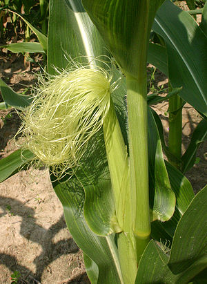 Cornsilk 7091.jpg