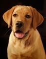 Fox-red variety of yellow Labrador retriever