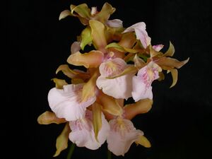 Miltonia bluntii.jpg