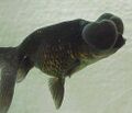 A Black Bubble-eye Goldfish