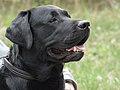 Labrador retriever bulaj1.jpg