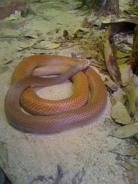 Coastal taipan