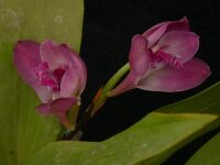 Bifrenaria tyrianthina