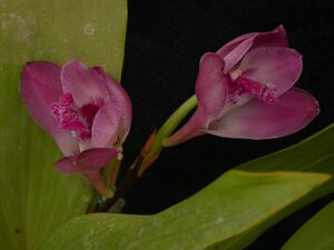 Bifrenaria tyrianthina 2.jpg