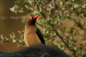 Red billed oxpecker.jpg