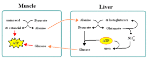 Alanine cycle.GIF