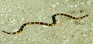 Coral snake.jpg