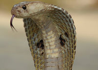 Indian cobra