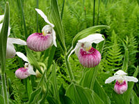 Cypripedium reginae