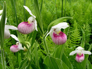 Showy lady slipper.jpg