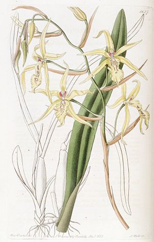 Miltonia flavescens.jpg