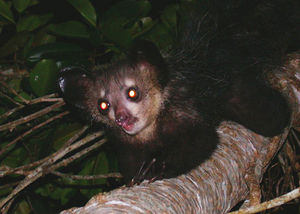 Aye-aye (Daubentonia madagascariensis) 4.jpg