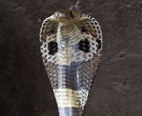 A cobra