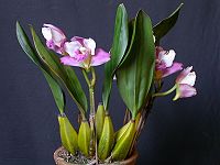 Bifrenaria harrisoniae