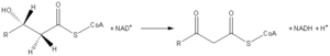 FattyAcid-MB-OxidationByNAD.png