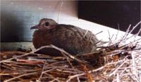 Mourning dove squab.