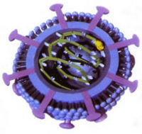 Borna disease virus.jpg