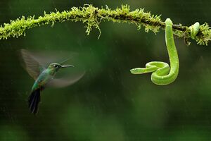 Bence-Mate-HidePhotography-com-Bothriechis-schlegelii-Eyelash-Viper-Vipera1.jpg