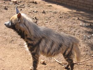 Striped hyaena.jpg