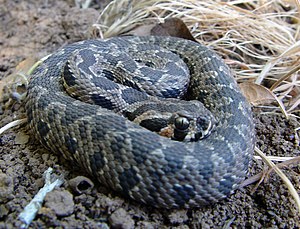 Vipera palaestina.jpg