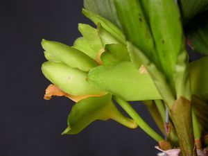 Bifrenaria inodora 43.jpg