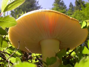 Amanita muscaria gills.jpeg