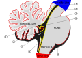 Scheme of roof of fourth ventricle. The arrow is in the foramen of Majendie.