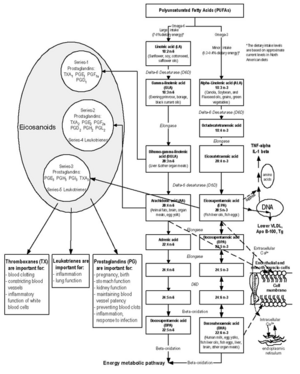 Er-o3cardiof1.gif