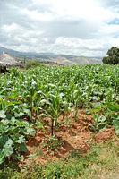 The broad squash leaves help to keep weeds down while the corn grows taller.