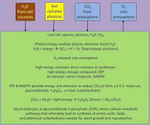 Photosynthesis.jpg