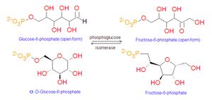 G6P to F6P reaction.jpg