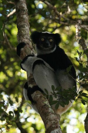 Indri6.jpg