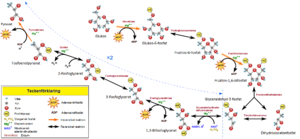 Glycolysis.png