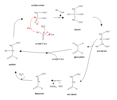 Glyoxylate.GIF