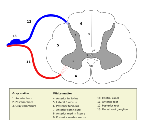 Medulla spinalis - Section - English.svg