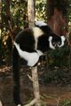 Black and white ruffed lemur Varecia variegata variegata Template:Photo