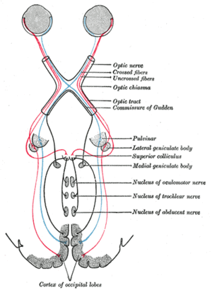 Grays-image774.gif