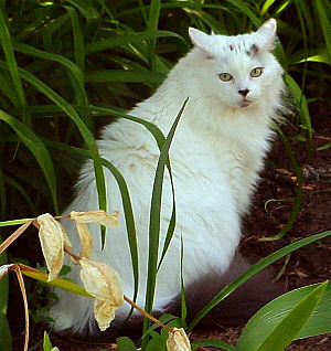 White Maine Coon.jpg