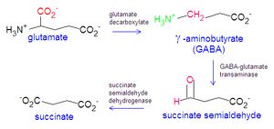 GABA synthesis degradation DEVolk.jpg