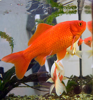 Goldfish3.jpg