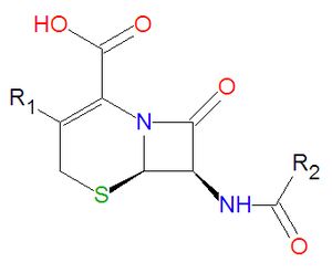 Cephalosporin base.jpg